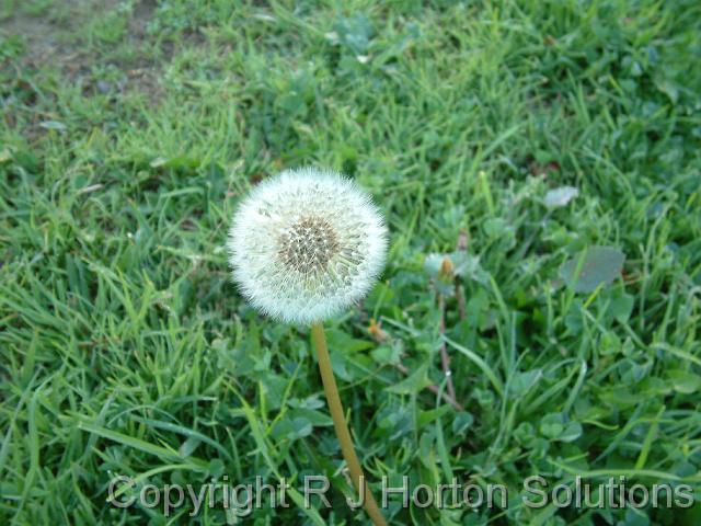 Dandelion Flower_2